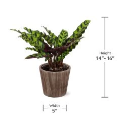 Calathea Rattlesnake With Decorative Pot -Garden-Plants Specs