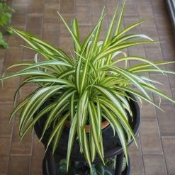 Spider Plant -Garden-Plants Spider Plant 1