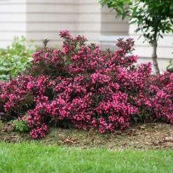 Spilled Wine® Weigela Shrub 9 Spilled Wine® Weigela Shrub -Garden-Plants Spilled Wine Weigela 1 FGT