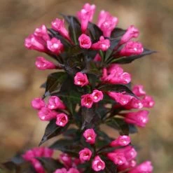 Spilled Wine® Weigela Shrub 10 Spilled Wine® Weigela Shrub -Garden-Plants Spilled Wine Weigela 4 FGT