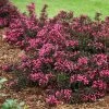 Spilled Wine® Weigela Shrub -Garden-Plants Spilled Wine Weigela FGT 600x600 6a7e16ef 4df8 48a5 bd38 030385ba4fb0