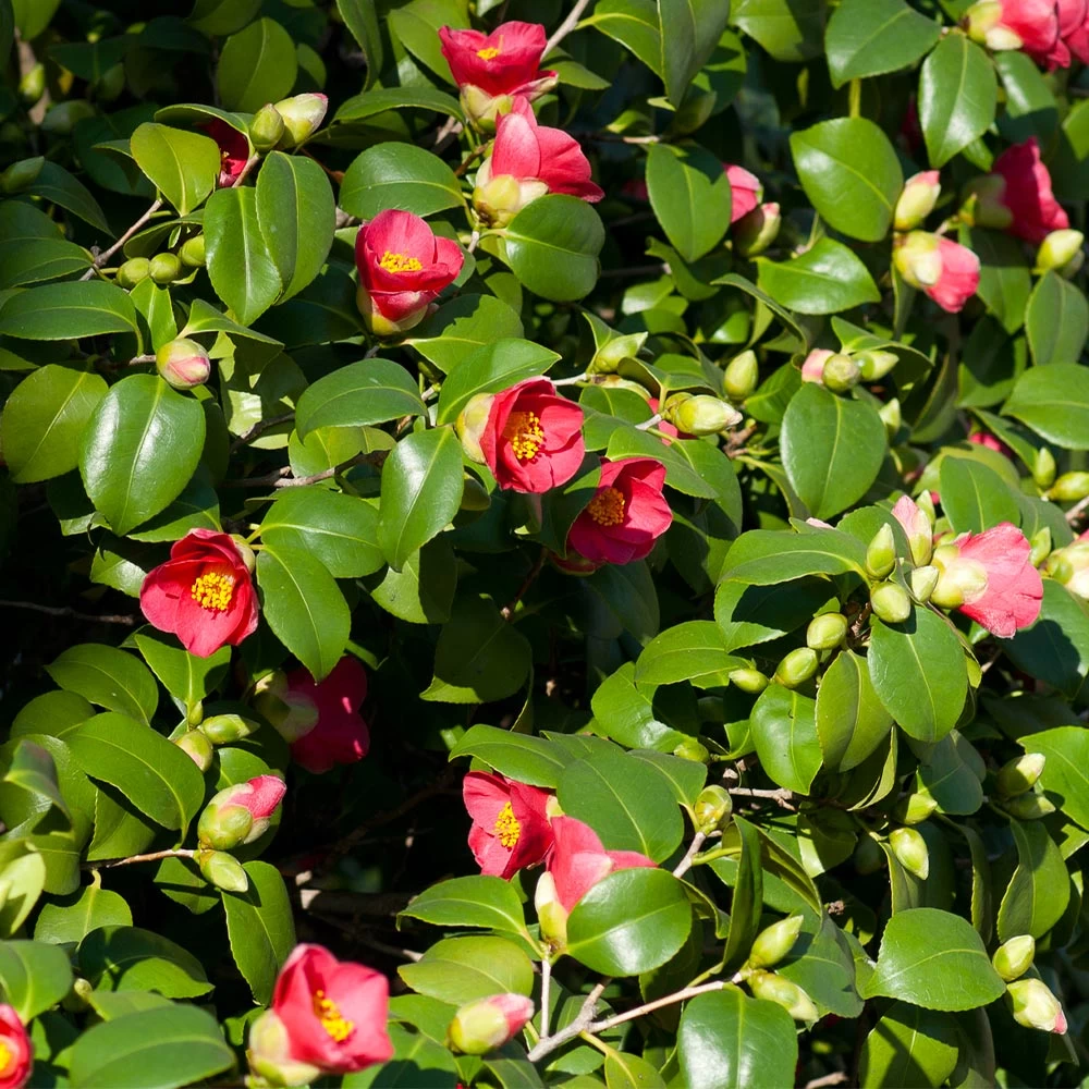 Spring's Promise Camellia Shrub 4 Spring's Promise Camellia Shrub - Image 2