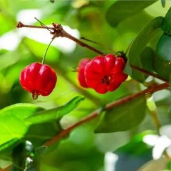 Star Cherry Tree (Pitanga) -Garden-Plants Star Cherry 1 FGT