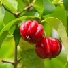 Star Cherry Tree (Pitanga) -Garden-Plants Star Cherry FGT 600x600 f143a9b6 ebfe 4840 bad7 417d61a625e0