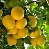 Star Ruby Grapefruit Tree -Garden-Plants Star Grapefruit 3600x600jpg