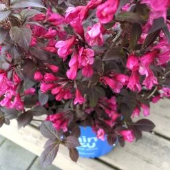 Stunner® Weigela 8 Stunner® Weigela -Garden-Plants Stunner weigela 1