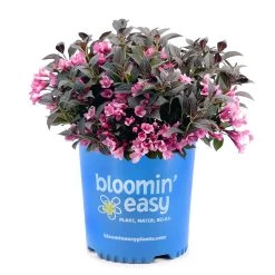 Stunner® Weigela 9 Stunner® Weigela -Garden-Plants Stunner weigela 3