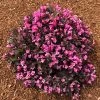 Stunner® Weigela 1 Stunner® Weigela -Garden-Plants Stunner weigela 600x600 374f2660 7429 4603 bcb3 1c1dcc3fcbf2