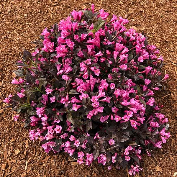 Stunner® Weigela 3 Stunner® Weigela