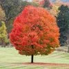 Sugar Maple Tree -Garden-Plants Sugar Maple FGT 600x600 6ad4956a ec6e 4ab2 a66a 1a1245471195