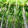 Sugar Cane -Garden-Plants Sugar Cane FGT 600x600 d746ee37 7897 40e2 b285 c96169617267