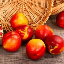 Sunglo Nectarine Tree -Garden-Plants Sunglo Nectarine 2