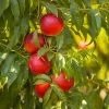 Sunglo Nectarine Tree 2 Sunglo Nectarine Tree -Garden-Plants Sunglo Nectarine 600x600 5ae169cd dbc8 4f76 9d24 636857ea7eea