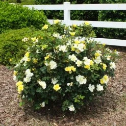 Sunny Knock Out® Rose -Garden-Plants Sunny knockout rose Shrub 1 FGT