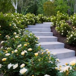 Sunny Knock Out® Rose -Garden-Plants Sunny knockout rose Shrub 7 FGT