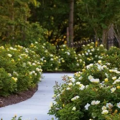 Sunny Knock Out® Rose -Garden-Plants Sunny knockout rose Shrub 8 FGT