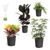 Sunset Hues House Plant Kit