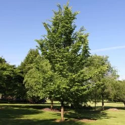Emerald Sunshine® Elm Tree -Garden-Plants Sunshine Elm 2
