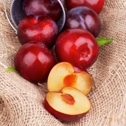 Superior Plum Tree -Garden-Plants Superior Plum 4