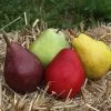 2-in-1 Pear Surprise Tree -Garden-Plants Suprise Pear 600x600 5bf56b55 f018 4dd4 8ad9 549b3ab4b347