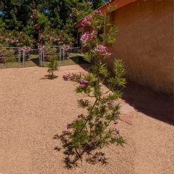 Sweet Bubba Seedless Desert Willow -Garden-Plants Sweet Bubba Jone Desert Willow 1
