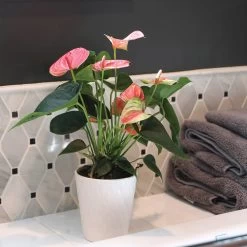 Pink Anthurium -Garden-Plants Sweet Dream Pink Anthurium 2