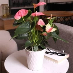 Pink Anthurium