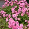 Sweet Drift® Rose -Garden-Plants Sweet Drift Rose FGT 600x600 85267c61 b20a 44cb 9d8e 99cf9a91ca1a