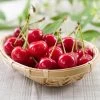 Sweetheart Cherry Tree -Garden-Plants Sweetheart Cherry Tree FGT 600x600 3e42f483 d8d4 4770 85cc ce64457ddbb6