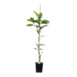 Tangelo Tree -Garden-Plants TAN TRE 12 1QT