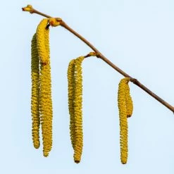 Theta Filbert Hazelnut -Garden-Plants THeta FIlbert Hazelnut 3