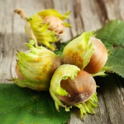 Theta Filbert Hazelnut -Garden-Plants THeta FIlbert Hazelnut 6 FGT