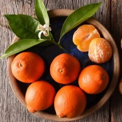 Tangelo Tree -Garden-Plants Tangelo 1 FGT