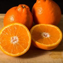 Tangelo Tree -Garden-Plants Tangelo 3 FGT