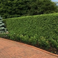 'Techny' Cold Hardy Thuja Tree -Garden-Plants Techny Thuja 2