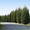 'Techny' Cold Hardy Thuja Tree -Garden-Plants Techny Thuja 600x600 1cd3e632 9e45 4859 8915 61aad741ad2b