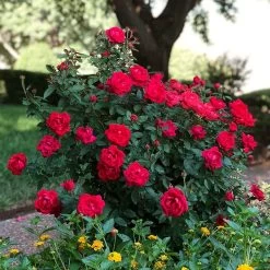 The Grand Championâ„¢ Rose