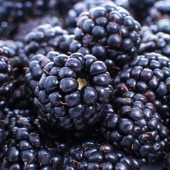 Thornless Blackberry 8 Thornless Blackberry -Garden-Plants Thornless Blackberry 1