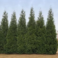 Junior Giant Thuja Tree -Garden-Plants Thuja Junior Giant BB 2