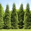 Junior Giant Thuja Tree 2 Junior Giant Thuja Tree -Garden-Plants Thuja Junior Giant FGT