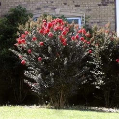 Thunderstruck™ Coral Boom™ Crape Myrtle Tree 9 Thunderstruck™ Coral Boom™ Crape Myrtle Tree -Garden-Plants Thunderstruck Coral Bloom 2