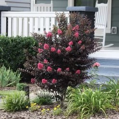 Thunderstruck™ Coral Boom™ Crape Myrtle Tree 8 Thunderstruck™ Coral Boom™ Crape Myrtle Tree -Garden-Plants Thunderstruck Coral Bloom 6