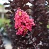 Thunderstruck™ Coral Boom™ Crape Myrtle Tree -Garden-Plants Thunderstruck Coral Bloom FGT 600x600 78393993 bc09 480e a4f5 ada4b665bac2