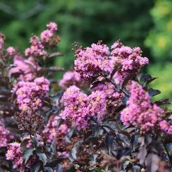 Thunderstruck™ Lavender Blast™ Crape Myrtle Tree -Garden-Plants Thunderstruck Lavender Blast 2 FGT
