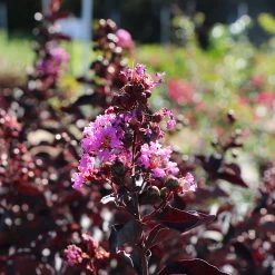 Thunderstruck™ Lavender Blast™ Crape Myrtle Tree -Garden-Plants Thunderstruck Lavender Blast 5 FGT