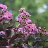 Thunderstruck™ Lavender Blast™ Crape Myrtle Tree -Garden-Plants Thunderstruck Lavender Blast 600x600 81d57003 73b0 45d7 97c0 81ead196b77d
