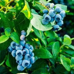 Tifblue Blueberry Bush -Garden-Plants TifBlue Blueberry 1