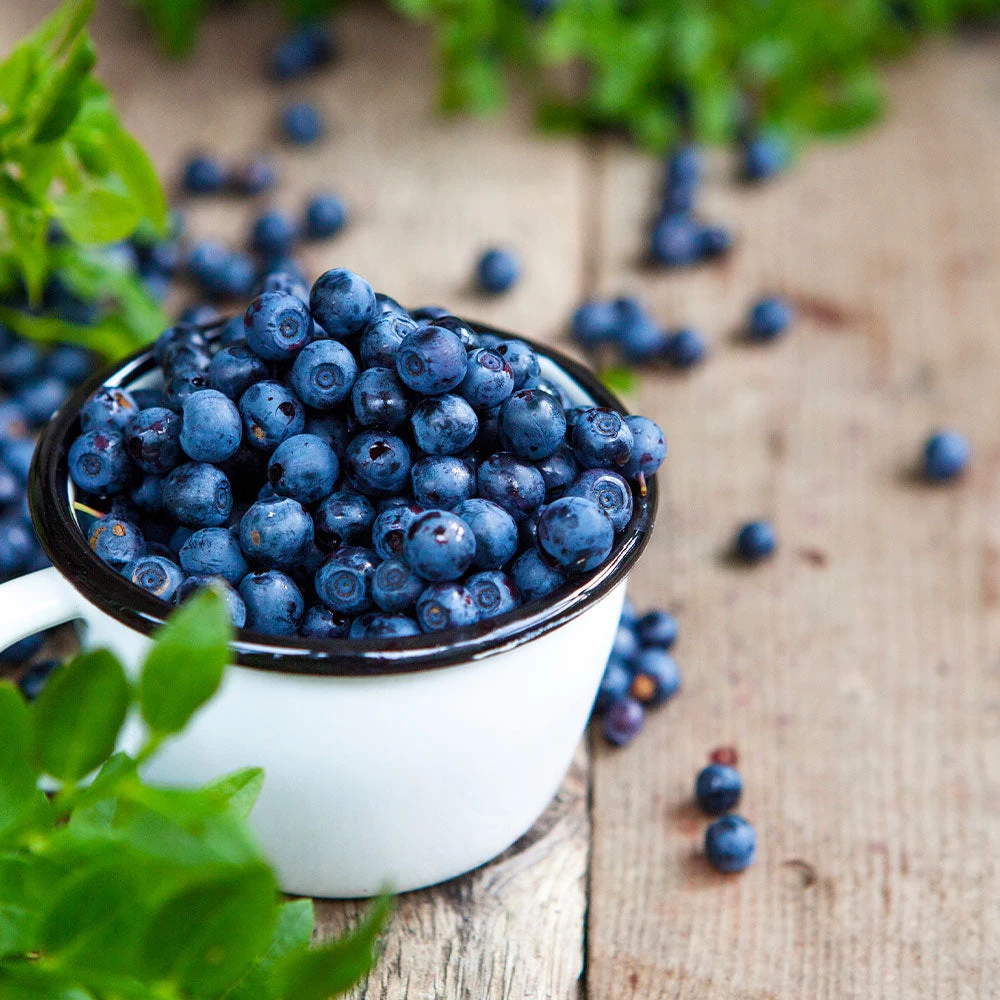 Tifblue Blueberry - USDA Organic 4 Tifblue Blueberry - USDA Organic - Image 2