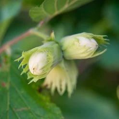 Tonda Di Giffoni Filbert -Garden-Plants Tonda Hazelnut Tree 400