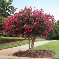 Tonto Crape Myrtle Tree -Garden-Plants Tonto Crape Myrtle 2